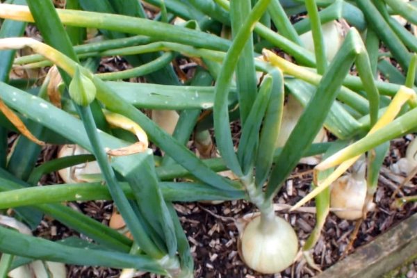 Kraken tor onion зеркало