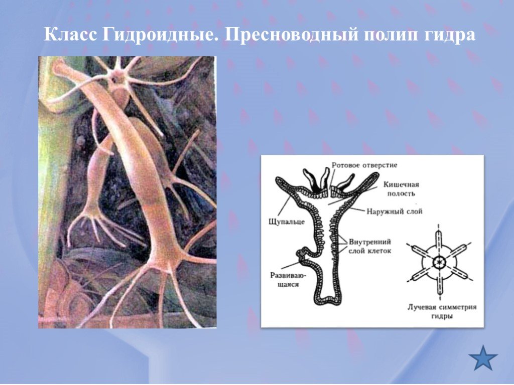 Покупки на кракене даркнет
